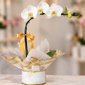 imagem do produto Orquídea 05