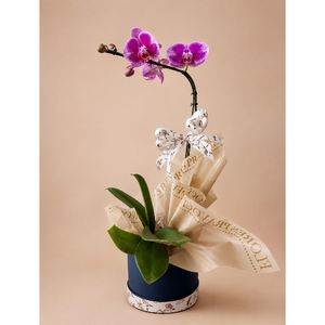 imagem do produto Orquídea especial ( cachepôs caixa cartonada ) 