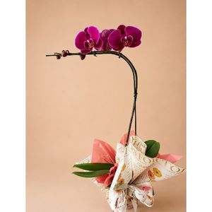 imagem do produto Orquídea 02