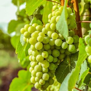 imagem do produto Uva