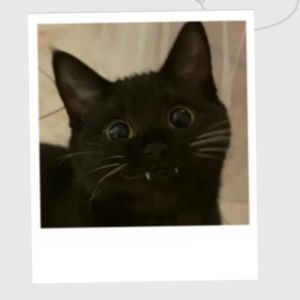 imagem do produto Mini polaroides 