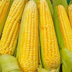 imagem do produto Milho 