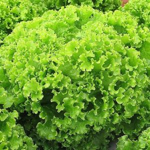 imagem do produto Alface 