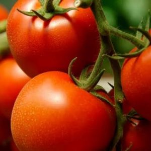 imagem do produto Tomate