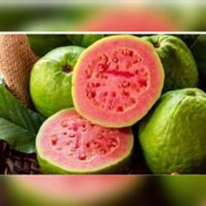 imagem do produto suco de goiaba