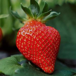 imagem do produto Morango 