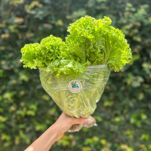 imagem do produto Alface Crespa Unidade