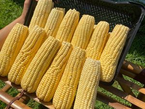 imagem do produto Milho verde bandeja