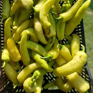 imagem do produto PIMENTA DE CHEIRO 100g