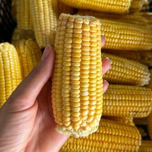 imagem do produto Mini Milho verde 6un