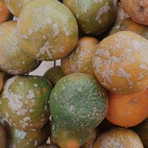 imagem do produto Limão rosa 500g