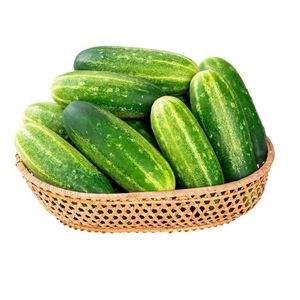 imagem do produto pepino comum