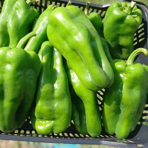 imagem do produto PIMENTAO VERDE UNID