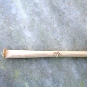 imagem do produto CIGARRO JJ UNIDADE