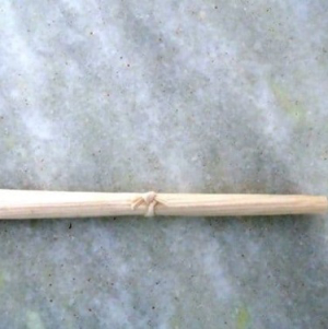 imagem do produto CIGARRO PURU FUMO UNIDADE
