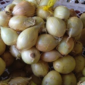 imagem do produto Cebola burbo