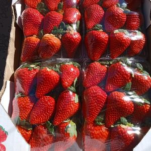 imagem do produto Morango Fundi