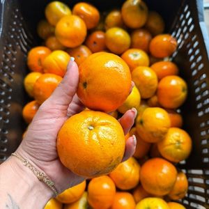 imagem do produto Morgot