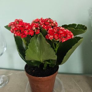 imagem do produto Florzinha natural 