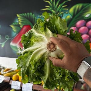 imagem do produto Almeirão