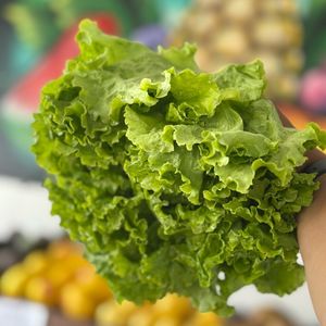 imagem do produto Alface