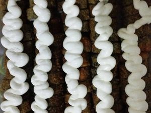 imagem do produto Hot Holl (20 unidades)