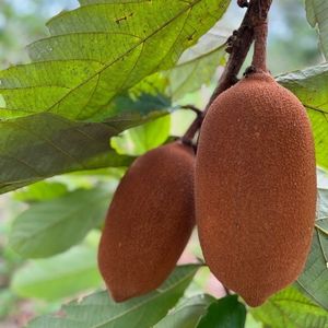 imagem do produto Creme de cupuaçu