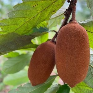 imagem do produto Jarra de suco de cupuaçu