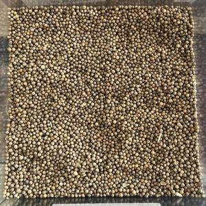 imagem do produto SEMENTE DE COENTRO - 100G