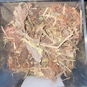 imagem do produto CHÁ RINSCHA (BLEND PARA INFECÇÃO URINÁRIA) - 100G