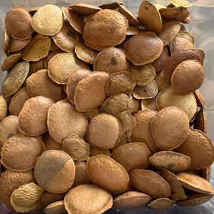 imagem do produto SEMENTE DE SUCUPIRA - 100G