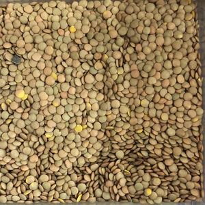 imagem do produto LENTILHA VERDE - 100G