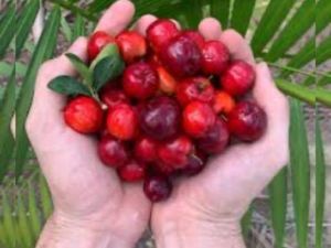 imagem do produto Acerola Jarra 1 litro