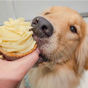 imagem do produto Cupcake 70g