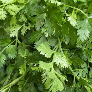 imagem do produto Coentro 