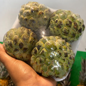 imagem do produto Pinha