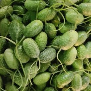 imagem do produto Maxixe - 4 por 1 real