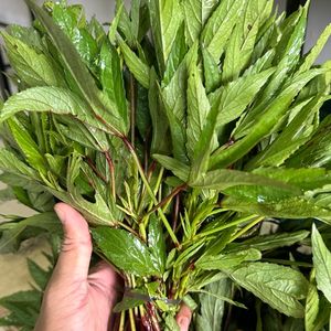 imagem do produto Cuxá (moi)