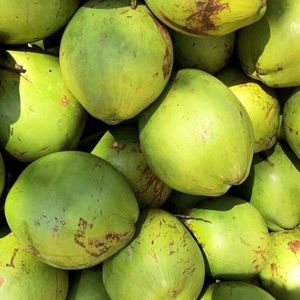 imagem do produto Coco verde (natural ou gelado)