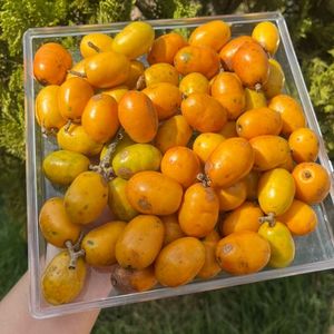 imagem do produto Ciriguela