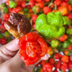 imagem do produto Pimenta ardida Carolina reaper 2 por 1,00