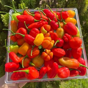 imagem do produto Pimenta ardida- 4 por 1 real 