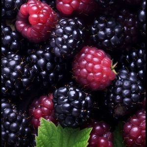 imagem do produto Amora 