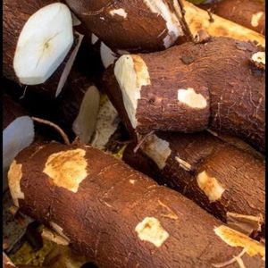 imagem do produto Macaxeira 