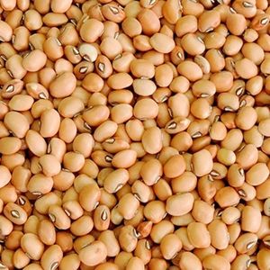 imagem do produto Feijão Sempre verde kg