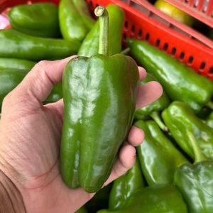 imagem do produto Pimentão comum - (unidade)