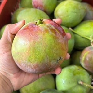 imagem do produto MANGA TOMMY