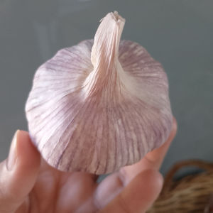 imagem do produto Alho Tam 8