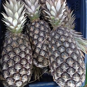 imagem do produto Abacaxi 