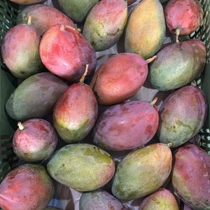 imagem do produto Manga palmer